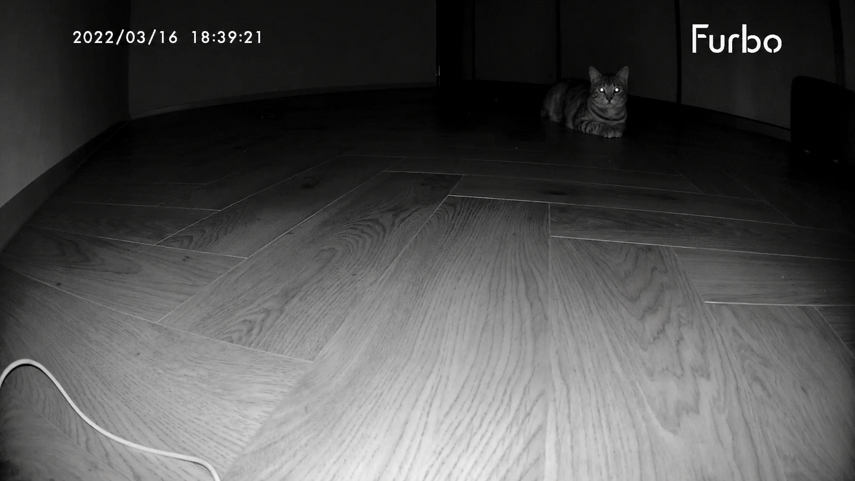 Night vision cat.png