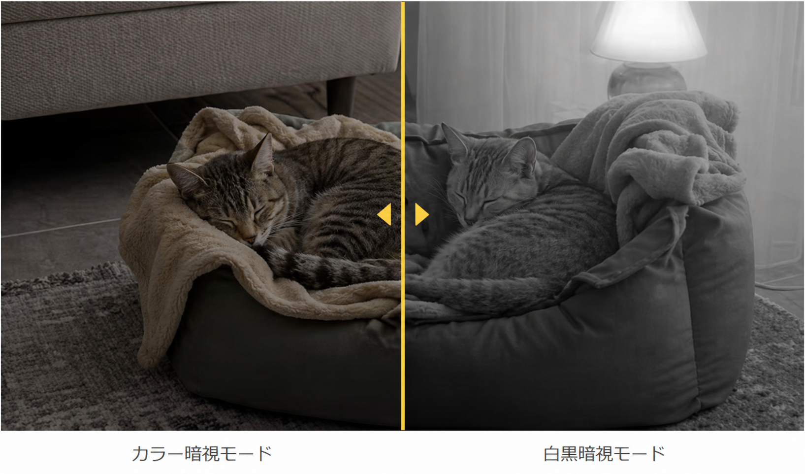 31 cat.png