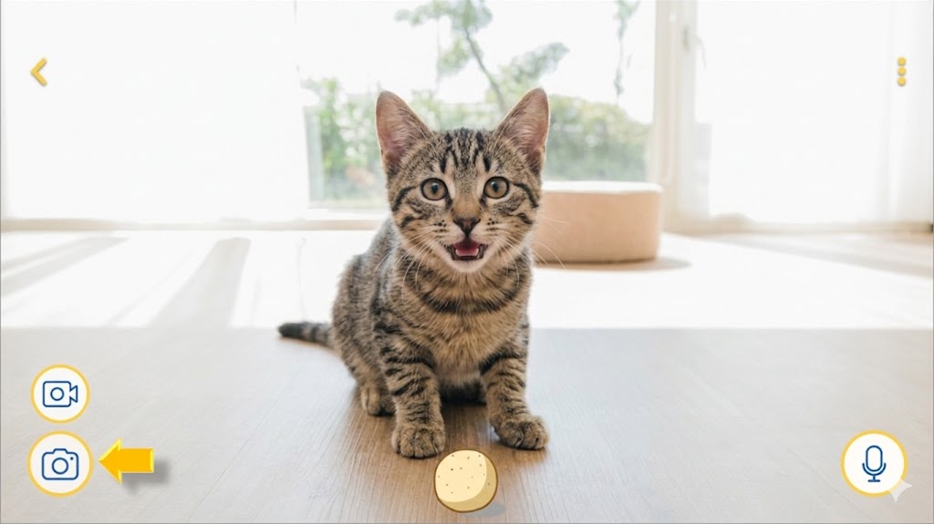 cat picture.jpeg
